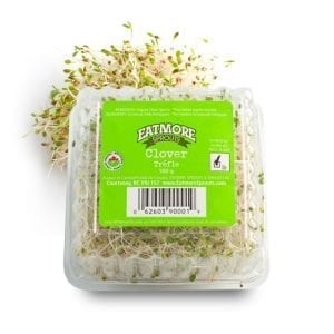 Clover Sprouts