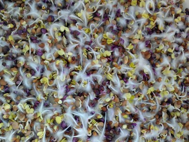 Deli sprouts - root hairs