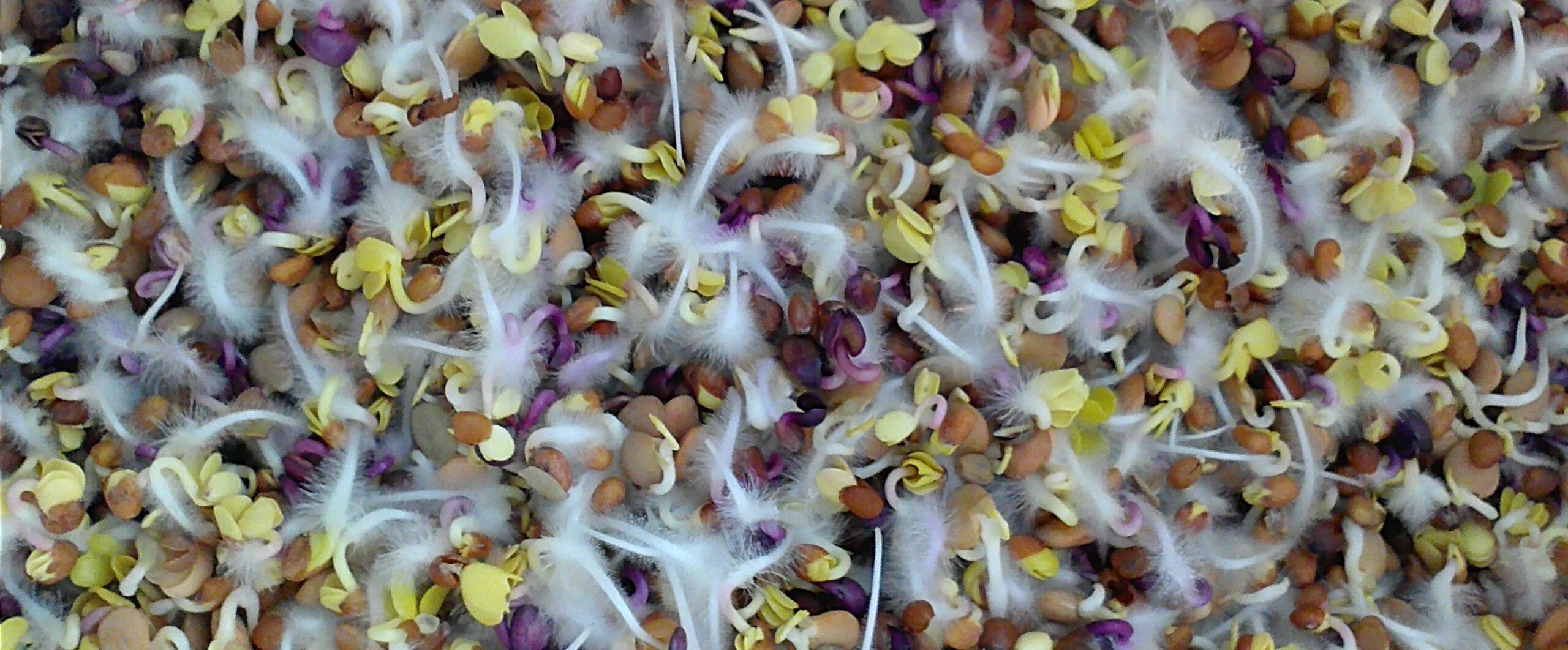 Fuzzy Root Hairs
