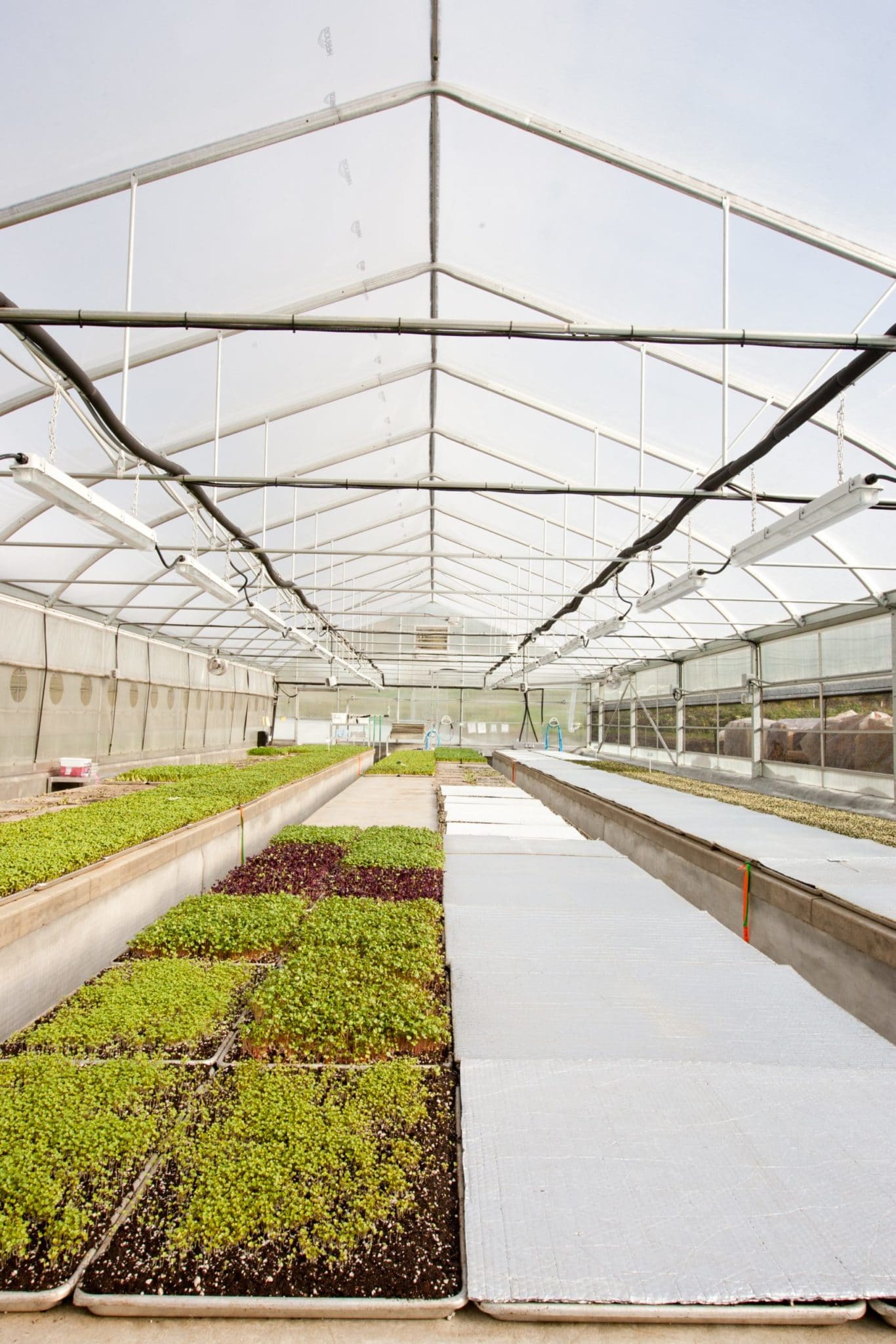 Sprouts & Greens Available Year-Round
